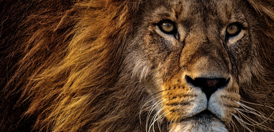 Close-up Photo of a Lion