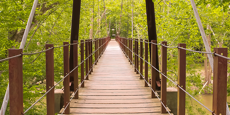 Bridge in a forest