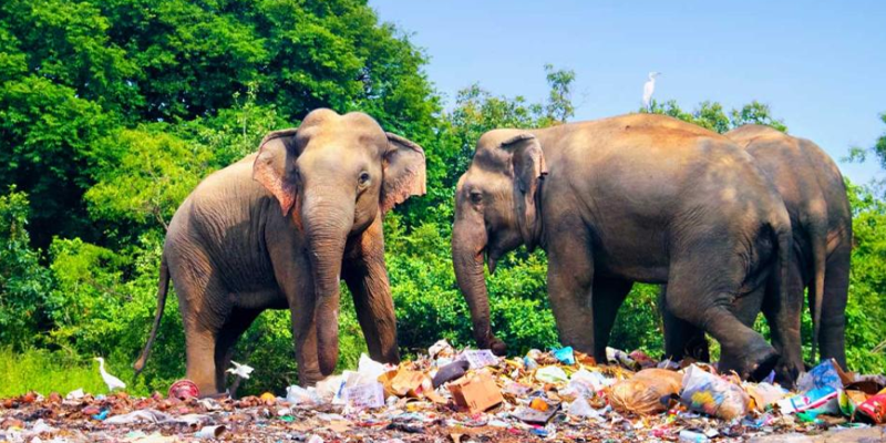 Elephants standing on plastic