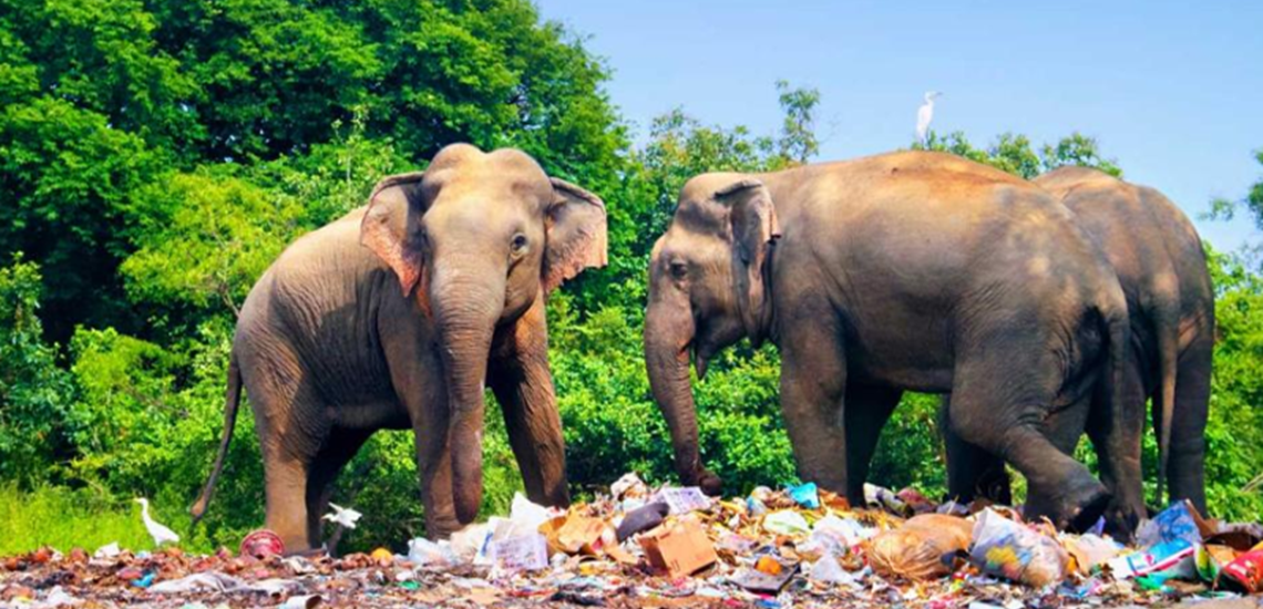 Two elephants standing on a pile of trash