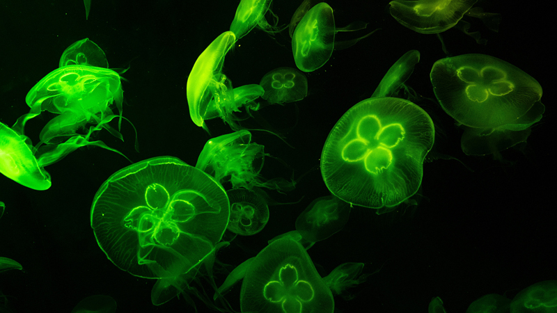 Green Glow Jelly Fish